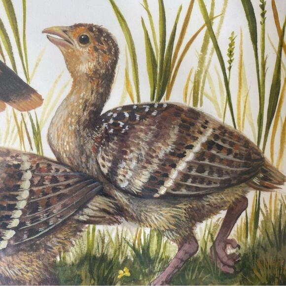 Hester & Cook Heritage Hen Pad of 24 Paper Placemats NWT - Picture 6 of 7